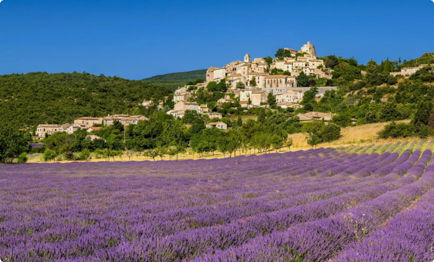 Exploring the Enchanting Lavender Fields of Provence: A Traveler's Guide - Tips for a Memorable Lavender Field Experience