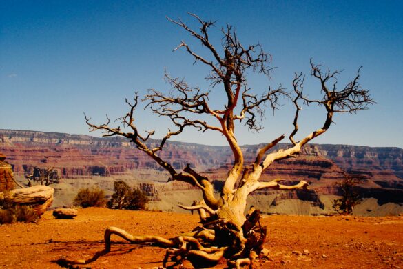 gran canyon national park usa